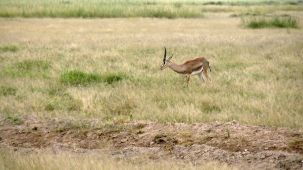 istock wildlife in kenya 998655354