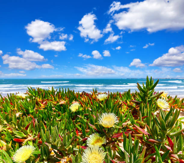 istock Portugal. Beach at coast Atlantic Ocean. Flower 998658852