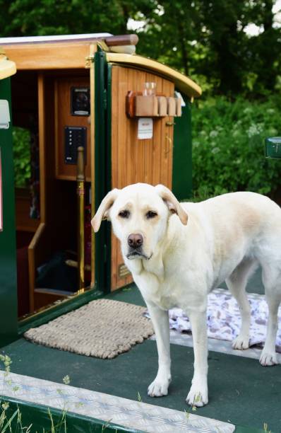 istock Labrador Retriever Narrowing Boating 998659408
