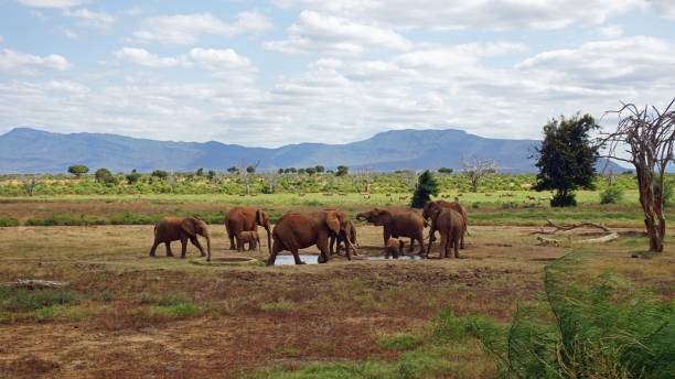 istock wildlife in kenya 998659810