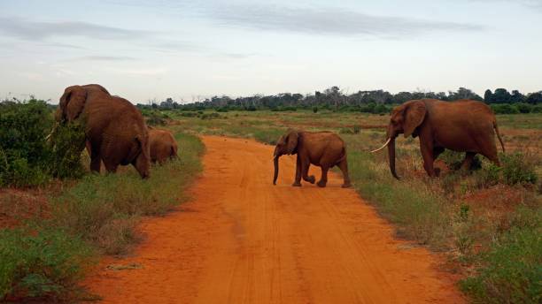 istock wildlife in kenya 998660188