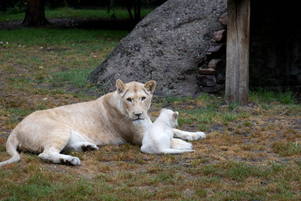istock A lioness with her lion cub lying on the ground 998660280
