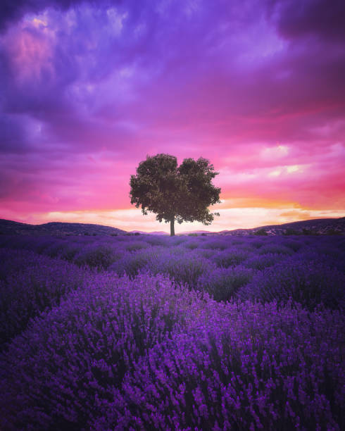 campo di lavanda all'alba - lavender coloured foto e immagini stock