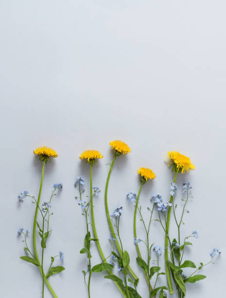 istock dandelions with forget-me-nots 998667314
