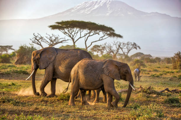 istock Elephants grazing at Amboseli in dust condition with Kilimanjaro 998671062
