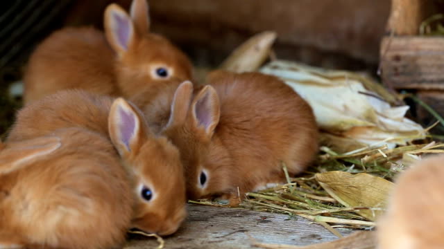 little rabbits family sitting at the cage
