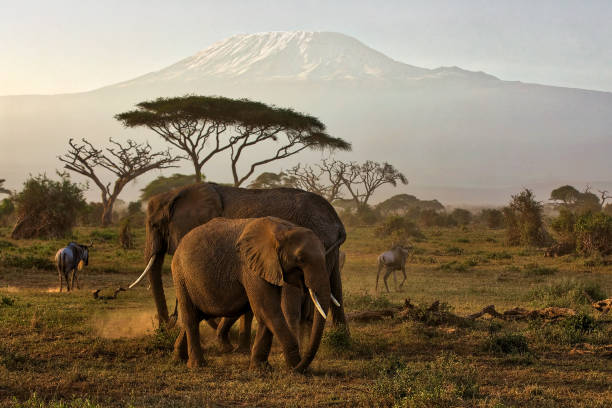 istock Elephants grazing at Amboseli in dust condition with Kilimanjaro 998675764