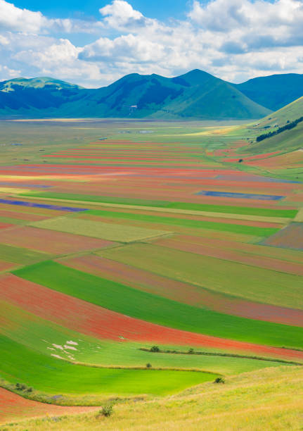 Castelluccio di Norcia, 2018 (Umbria, Italy) The famous landscape flowering with many colors, in the highland of Sibillini Mountains, central Italy fiels stock pictures, royalty-free photos & images