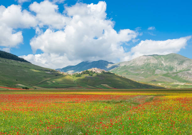 istock Castelluccio di Norcia, 2018 (Umbria, Italy) 998681986