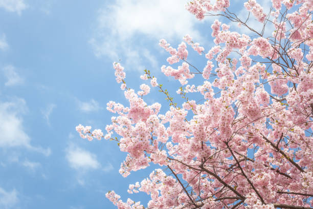 istock Pink sakura blossom against blue sky 998684790