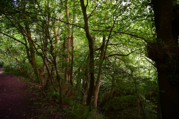 istock Monmouthshire and Brecon Canal 998688654