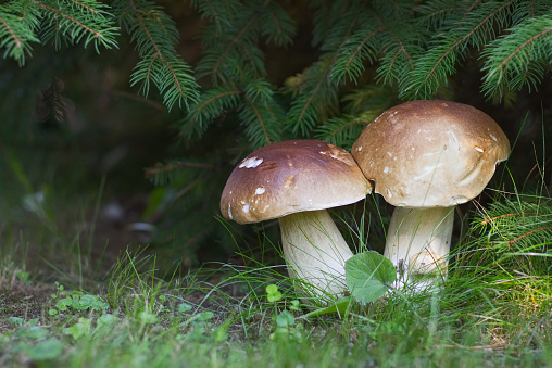 Found mushrooms under a tree during mushrooming