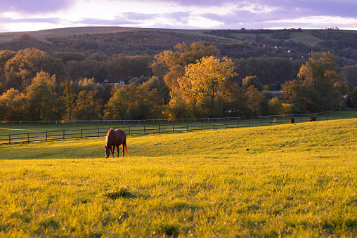 grazing horse on pasture in autumn rural landscape