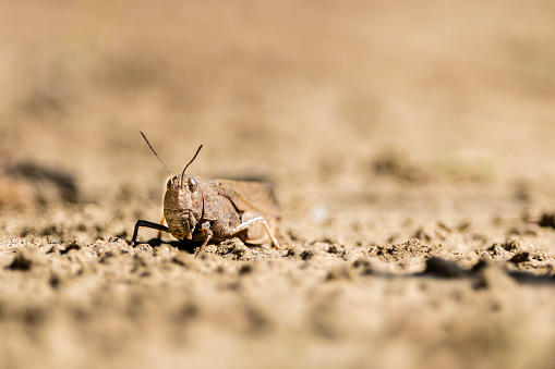 camouflaged grasshopper on a dirt path.