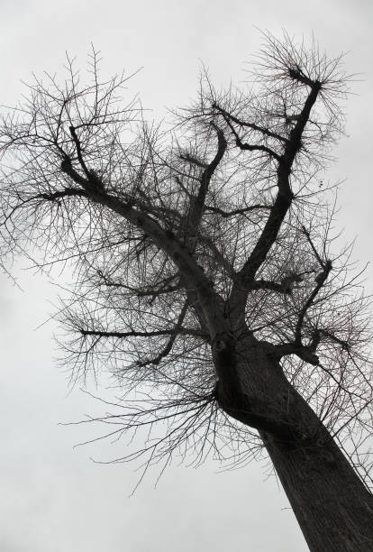 istock Looking up to gray sky through tree branches forming fractal like structure.