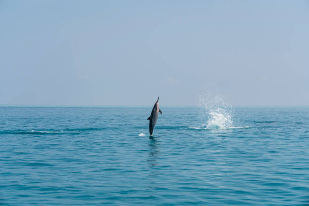 istock Dolphin jumps from the sea 998705818