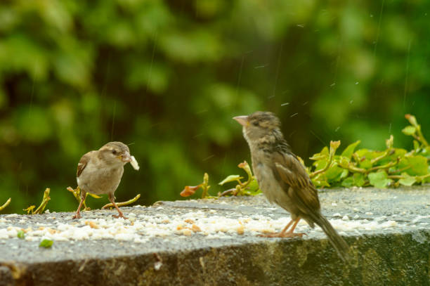 istock The birds on the feeding time - raining -natural scenery 998710098