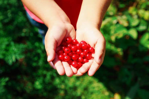 istock Child holding red currant picked in garden 998710200