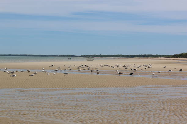 Seagulls on the Beach Low tide at a beach in Brewster, Cape Cod with resting seagulls low tide stock pictures, royalty-free photos & images
