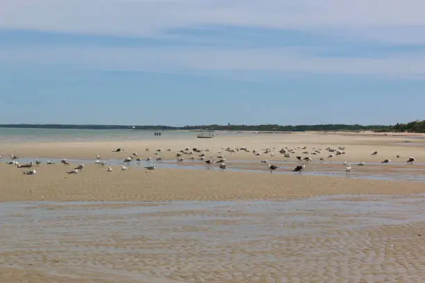 Low tide at a beach in Brewster, Cape Cod with resting seagulls