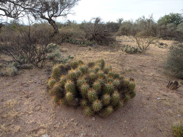 istock Cacti near Pagancillo, La Rioja 998723228