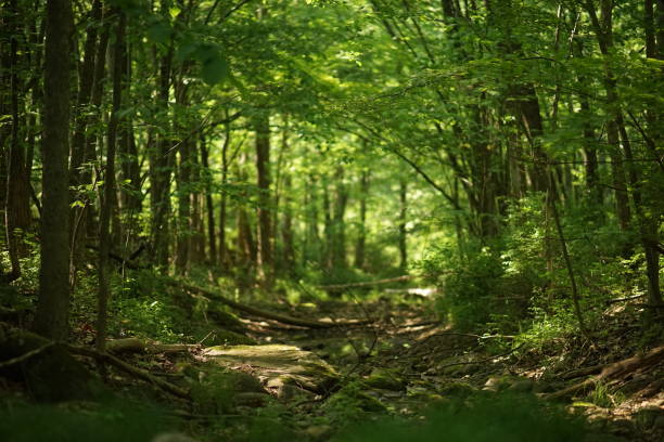 istock Beautiful Meadow In The Forest 998726324