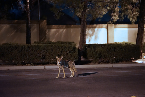 Coyote vagando en una calle de suburbio photo