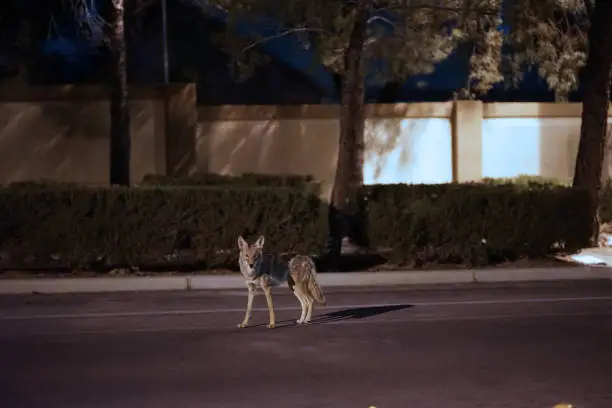 Photo of Coyote Roaming A Suburb Street