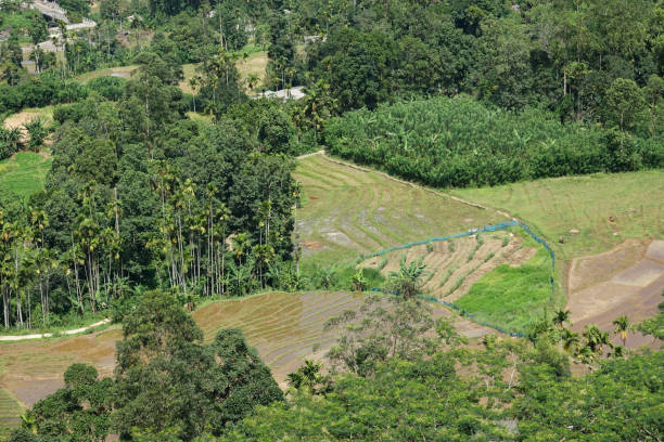 istock Rice plantation in Sri Lanka 998732524