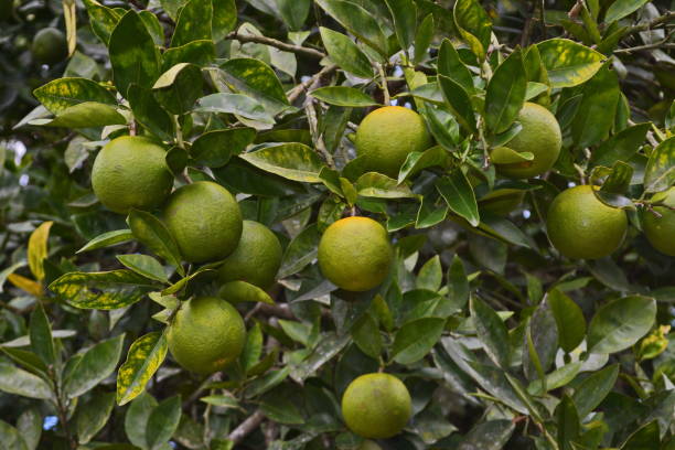 istock Oranges and mandarins in the wild 998747978