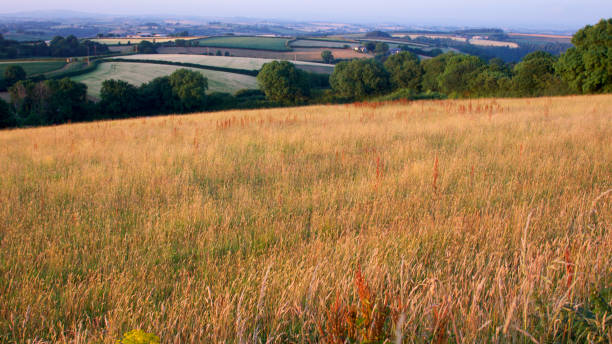 istock Summer meadow in the late evening 998751250