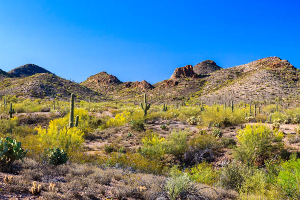 istock Two Red Prickly Pear blossoms, near the Grand Canyon. 998752158