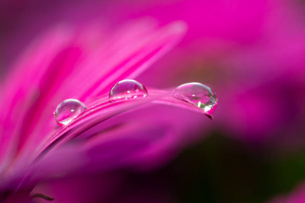 istock Water drops on pink flower 998803542