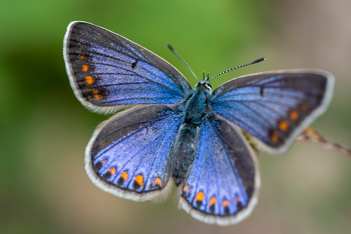 blue butterfly with orange rings on its wings