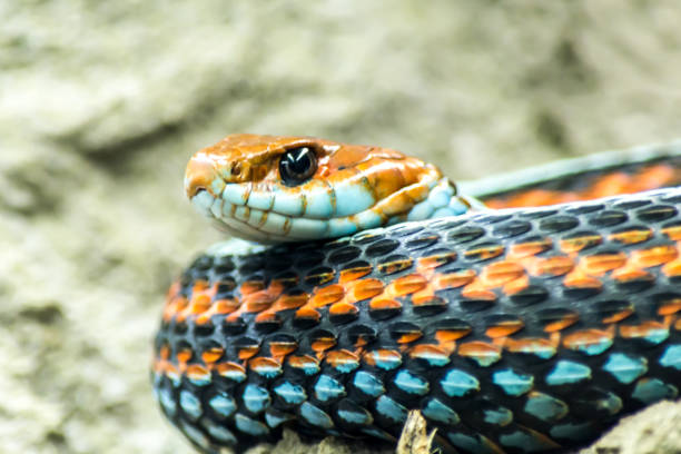 istock Blue-orange snake close-up in nature 998808964