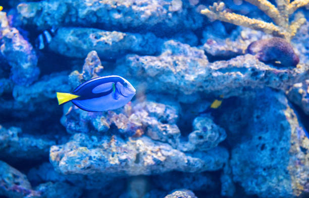istock Tropical fishes on the coral reef 998810216