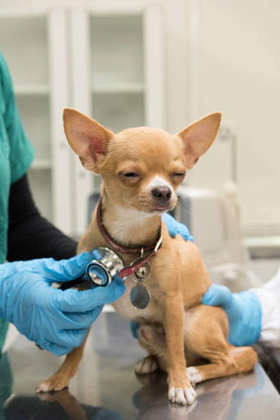 istock Chihuahua, reviewed by a veterinarian 998822632