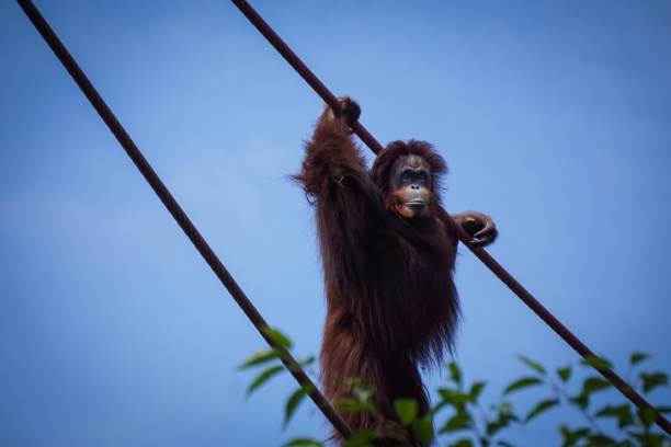 istock female orangutan on ropes at zoo 998823594
