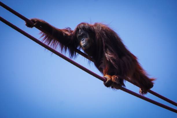 istock female orangutan climbing across ropes 998823680