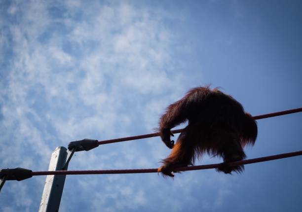 istock female orangutan walking on ropes 998824410