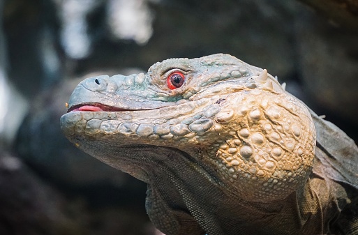grand cayman iguana smiling