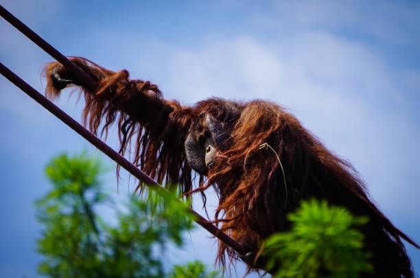 istock hairy orangutan climbing rope 998824822