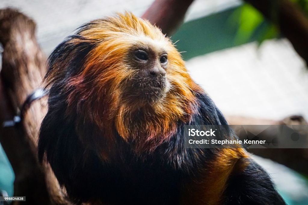 Goldenhaired Lion Tamarin Stock Photo - Download Image Now - Animal, Animal Body Part, Animal Head - iStock Goldenhaired Lion Tamarin Stock Photo - Download Image Now - Animal, Animal Body Part, Animal Head - iStock