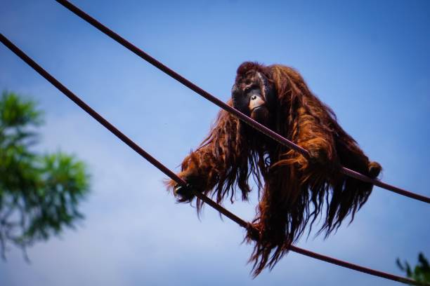 istock large male orangutan climbing rope 998824844