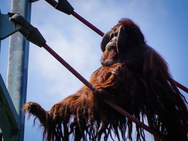 istock male orangutan swinging to platform 998824852