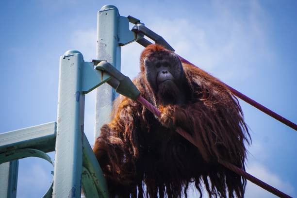 istock male orangutan looking out 998824854