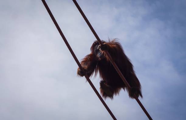 istock orangutan climbing the ropes in zoo 998824872