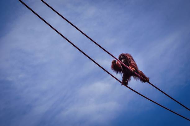 istock orangutan climbing ropes with fist outstretched 998824874