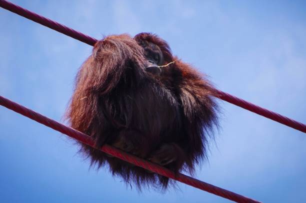 istock orangutan curled into a ball chewing grass 998824884