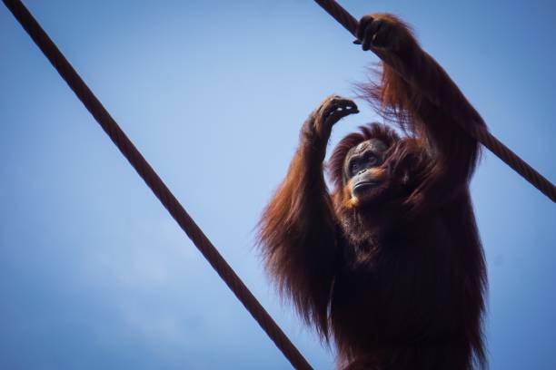 istock orangutan grabbing on to ropes 998824900